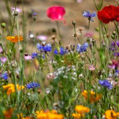 Vrijwilligers gezocht voor nieuw bloemenveld: help jij de SamenHof bloeien?