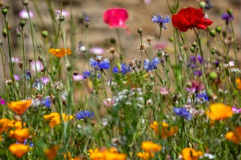 Vrijwilligers gezocht voor nieuw bloemenveld: help jij de SamenHof bloeien?